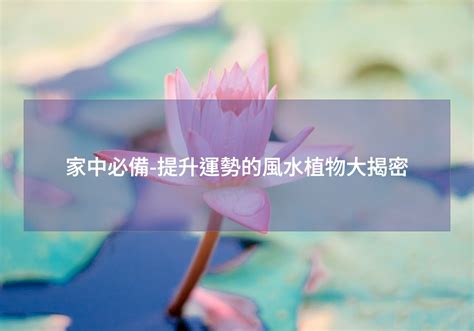 櫻花風水|櫻花盆栽風水:5分鐘提升運勢